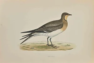 Alexander Francis Lydon, Pratincole, Woodcut Print, 1870