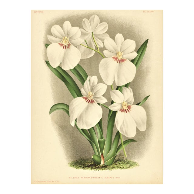 C1890 French Antique Botanical Chromolithograph-Orchids, With Documentation, For Sale
