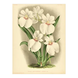 C1890 French Antique Botanical Chromolithograph-Orchids, With Documentation,