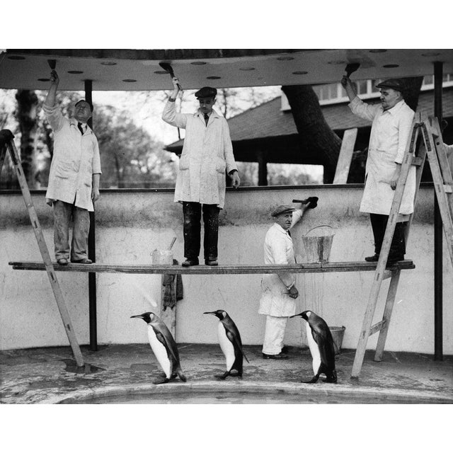 Penguins Decoration 4th May 1936: Three king penguins march past workmen painting their area at London Zoo and take no...