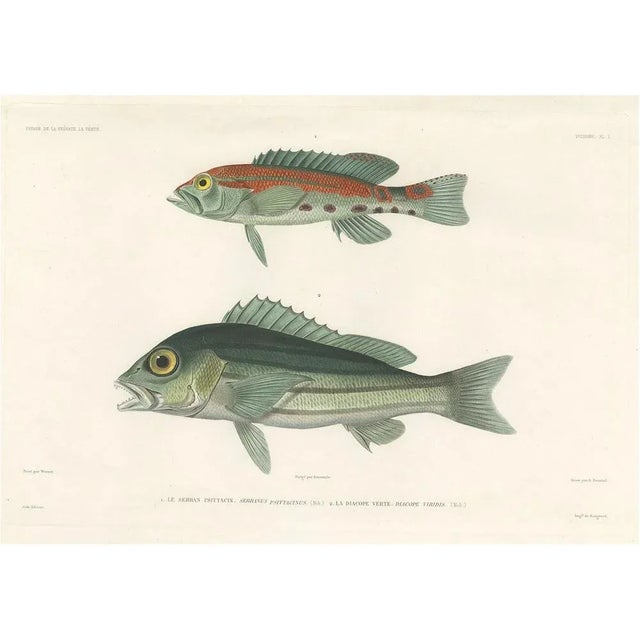 Parrot Hind and Diacope, 1846, Paper For Sale - Image 10 of 10