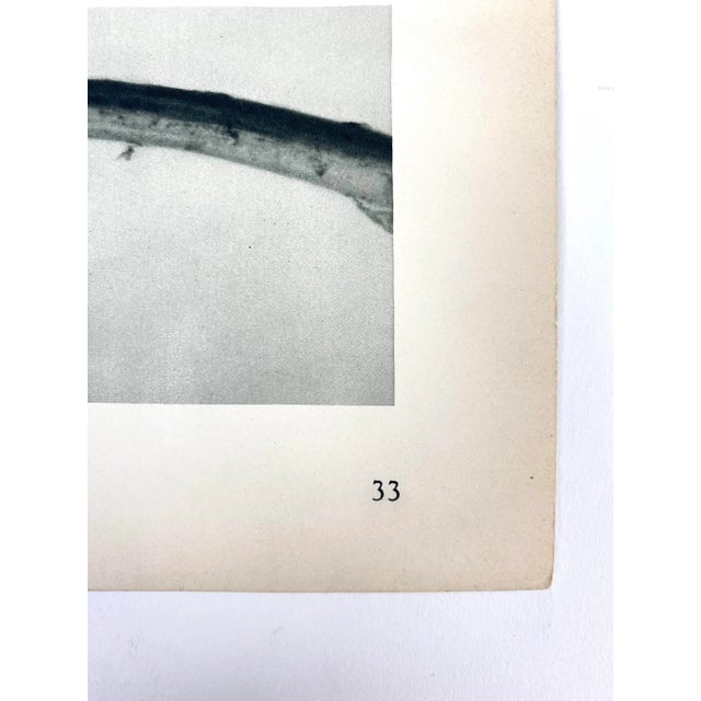 1920s Antique Botanical Blossfeldt Print - No. 33 For Sale - Image 5 of 6