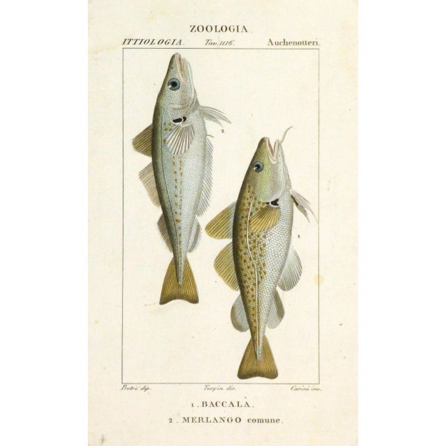 Late 19th Century Freshwater Fish Engraving Print, C. 1830 For Sale - Image 5 of 5