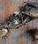 19th Century Chinoiserie Chinese Carved Giltwood Architectural Fragment With Birds and Pomegranates For Sale In New York - Image 6 of 18