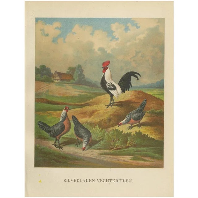 The Silver Bantam Game Fowl, 1888, Lithograph For Sale - Image 10 of 10