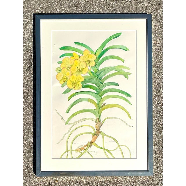 Vintage Original Botanical Watercolor on Paper For Sale - Image 9 of 12