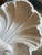 1950s Plaster Shell Wall Lamp, 1950s For Sale - Image 5 of 13