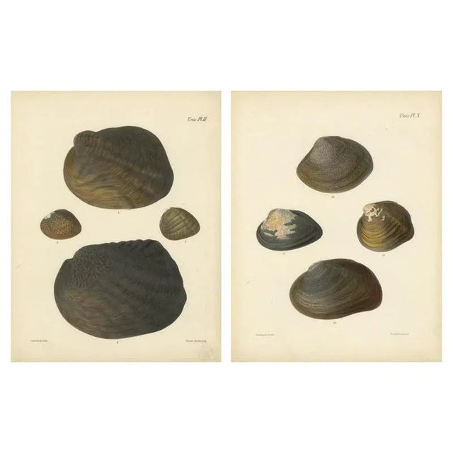 Sowerby, Shell Lithographs Unio Hand-Colored Plates, 1800s, Paper, Framed, Set of 2 For Sale - Image 9 of 9
