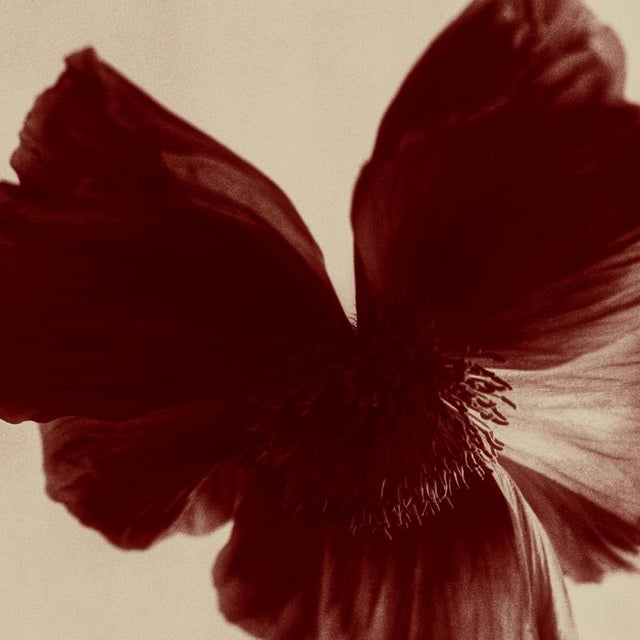 Ugne Pouwell, Poppy Bird, Color Photograph, Signed Edition of 10 For Sale - Image 4 of 4