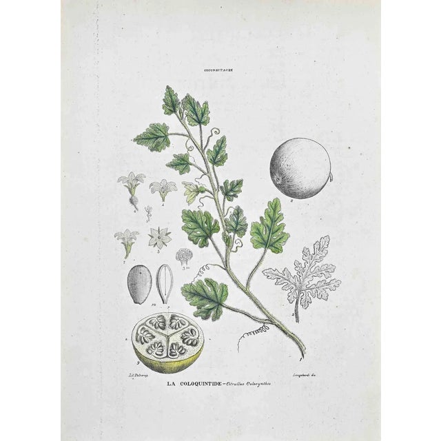 Vincenzo Tenore, The Coloquintis, Lithograph, 1870s For Sale