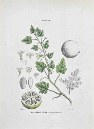Vincenzo Tenore, The Coloquintis, Lithograph, 1870s