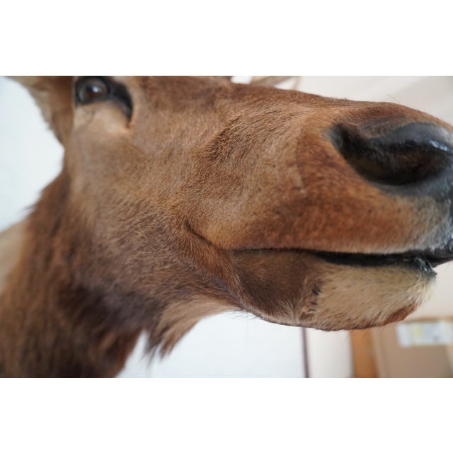 Elk Trophy Head & Shoulder Mount For Sale - Image 11 of 17