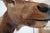 Elk Trophy Head & Shoulder Mount For Sale - Image 11 of 17