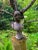Brown Antique French Art Nouveau Cast Iron Bust of a "Coquette" After Pablo Rigual For Sale - Image 8 of 13