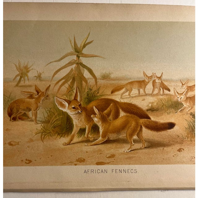 Wonderful 1901 Antique African Fennec Foxes print by Pierre-Jacques Smit. The Reverend Pierre Jacques Smit (1863–1960),...