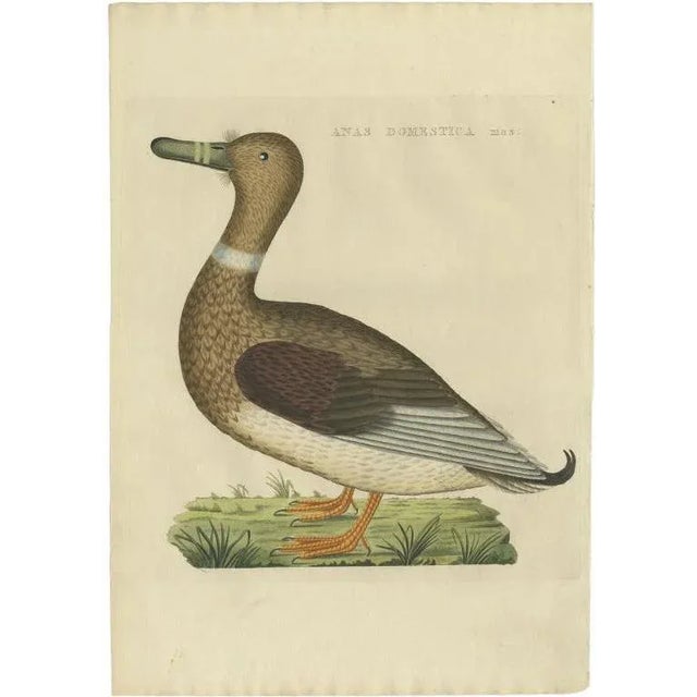 Early 19th Century Sepp & Nozeman, Male Domestic Duck, 1809, Paper For Sale - Image 5 of 5