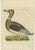 Early 19th Century Sepp & Nozeman, Male Domestic Duck, 1809, Paper For Sale - Image 5 of 5
