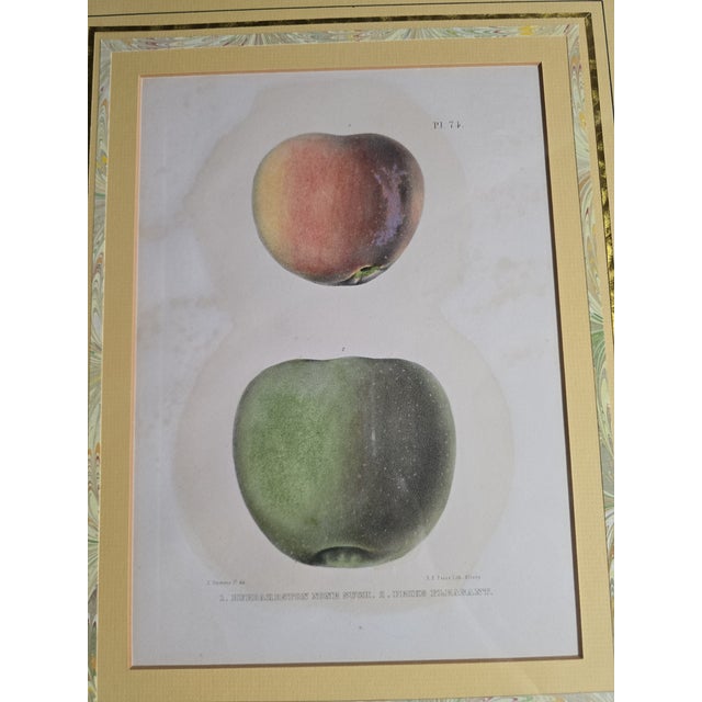 Pair of 19th‑Century Original Apple Lithographs — Emmons / Endicott / Pease — Professionally Framed For Sale - Image 9 of 10