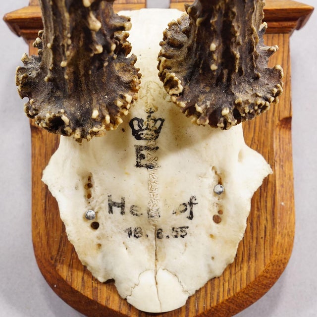 1950s Red Deer Trophy on Wooden Plaque, by Philip Ernst, Prince of Thurn and Taxis, 1955 For Sale - Image 5 of 6