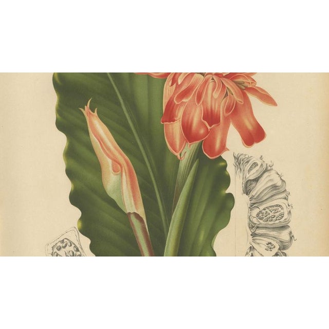 Hoola van Nooten, Torch Ginger, 1880, Chromolithograph For Sale - Image 5 of 9