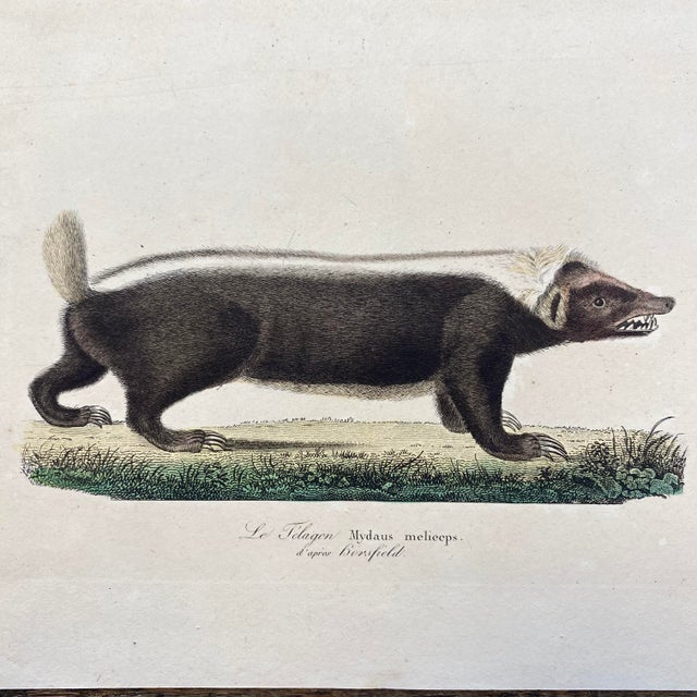 French French Antique 18th Century Animal Engraving Hand Colored Artwork For Sale - Image 3 of 5
