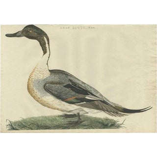 Sepp & Nozeman, Male Northern Pintail, 1789, Paper For Sale