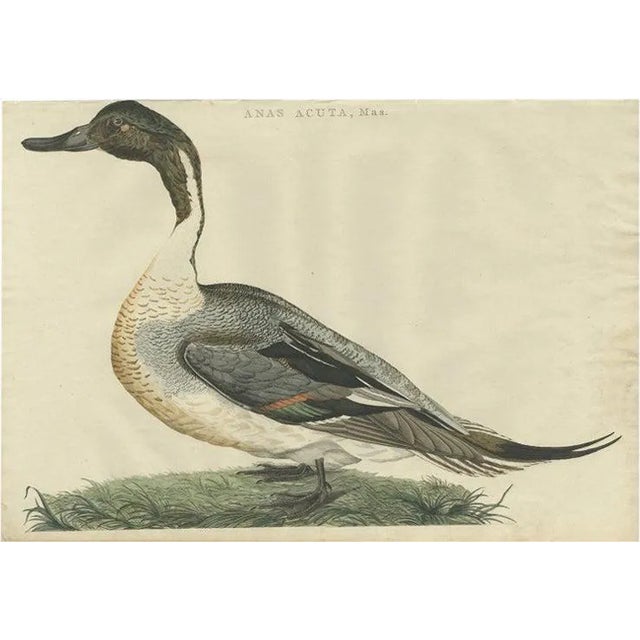Sepp & Nozeman, Male Northern Pintail, 1789, Paper For Sale