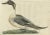 Sepp & Nozeman, Male Northern Pintail, 1789, Paper For Sale