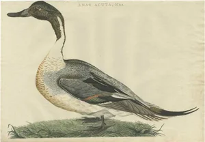 Sepp & Nozeman, Male Northern Pintail, 1789, Paper