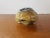 American Mid 20th Century Onyx Turtle Trinket Box For Sale - Image 3 of 7