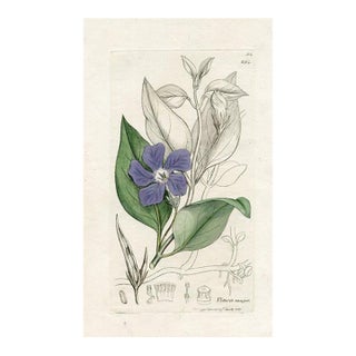 1840s, Periwinkle Botanical Print by James Sowerby, Original Antique Botanical Print, Engraving, Hand Colored, England For Sale