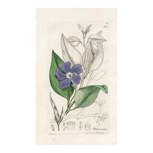 1840s, Periwinkle Botanical Print by James Sowerby, Original Antique Botanical Print, Engraving, Hand Colored, England