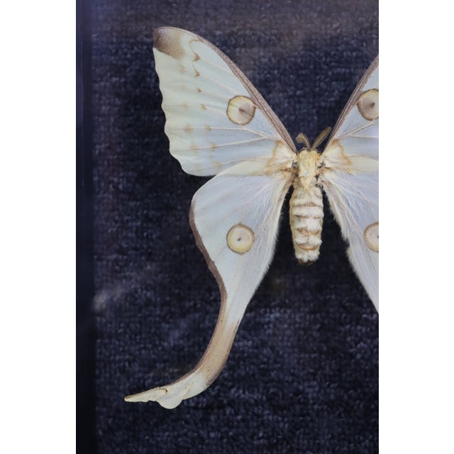 Transitional Framed Female Comet Moth Shadow Box Specimen Display For Sale - Image 3 of 10