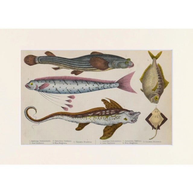 19th Century, hand colored fish engraving published by A. Fullarton & Co., London for "A History of the Earth and Animated...