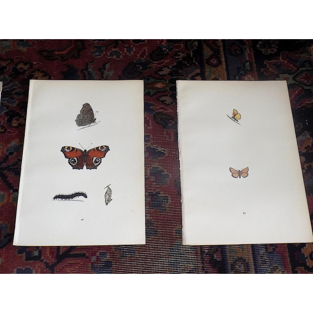 Realism Antique 19th Century Hand Colored Butterfly Lithographs - Set of 10 For Sale - Image 3 of 12