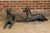 J.W Fiske Iron Greyhound Dog Sculptures, Late 19th Century New York, a Pair For Sale - Image 11 of 12