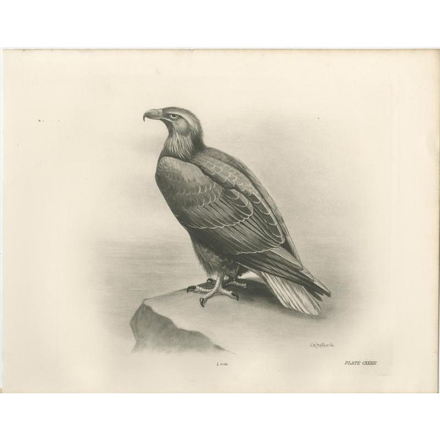 Black British Eagle Photogravures by L. M. Medland, 1908, Set of 2 For Sale - Image 8 of 9