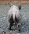 English Mid-20th Century English Cast Stone Razorback Boar Garden Figure For Sale - Image 3 of 7