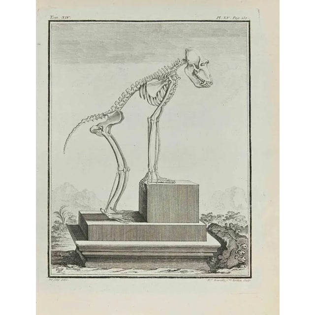 The Skeleton is an etching realized by Juste Madeline Rousselet in 1771. It belongs to the suite "Histoire Naturelle de...