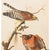 Farmhouse 1966 Vintage Cottage Print "Red-Shouldered Hawk" After John James Audubon For Sale - Image 3 of 9