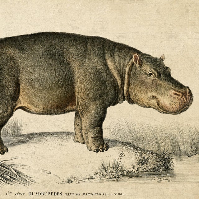 Illustration Reproduction Vintage Hippo Art Print, Framed For Sale - Image 3 of 5