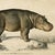 Illustration Reproduction Vintage Hippo Art Print, Framed For Sale - Image 3 of 5