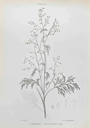 Vincenzo Tenore, Absinthe, Lithograph, 1870s
