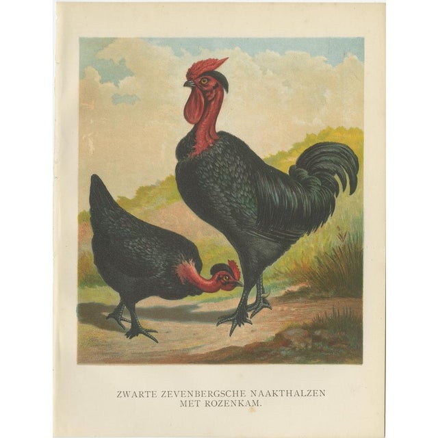 Black zevenbergen naked neck chickens a striking 19th-century poultry print this rare and visually striking 19th-century...