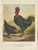 Black zevenbergen naked neck chickens a striking 19th-century poultry print this rare and visually striking 19th-century...