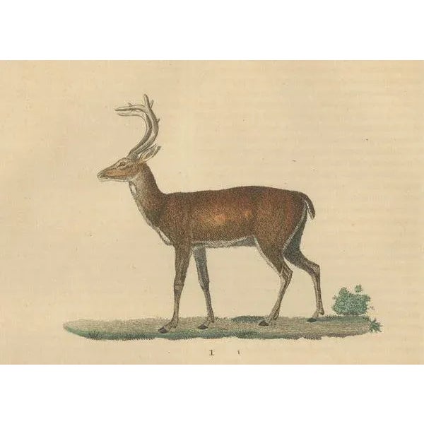 The White-Tailed Deer and the Reindeer, 1845, Paper For Sale - Image 4 of 6