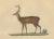 The White-Tailed Deer and the Reindeer, 1845, Paper For Sale - Image 4 of 6