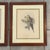 Vintage 1800s John Gould Tropical Birds Parrots Color Lithograph Reproductions by Sidney Z. Lucas Circa 1940s - Set of 2 For Sale - Image 11 of 15