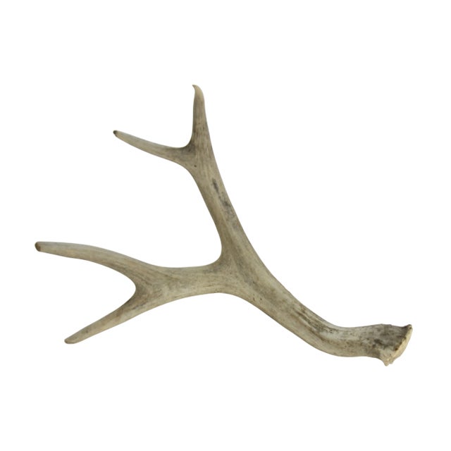 Natural 4 Point Antler For Sale - Image 4 of 5