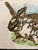 Elizabeth Berry Watercolor Painting of a Brown/White Rabbit For Sale - Image 4 of 8